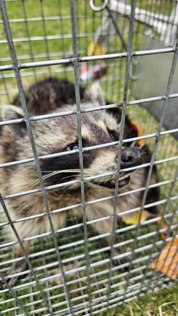Wildlife Removal Ingersoll
