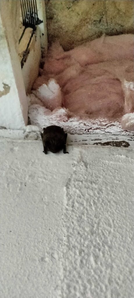 Wildlife Removal Ingersoll