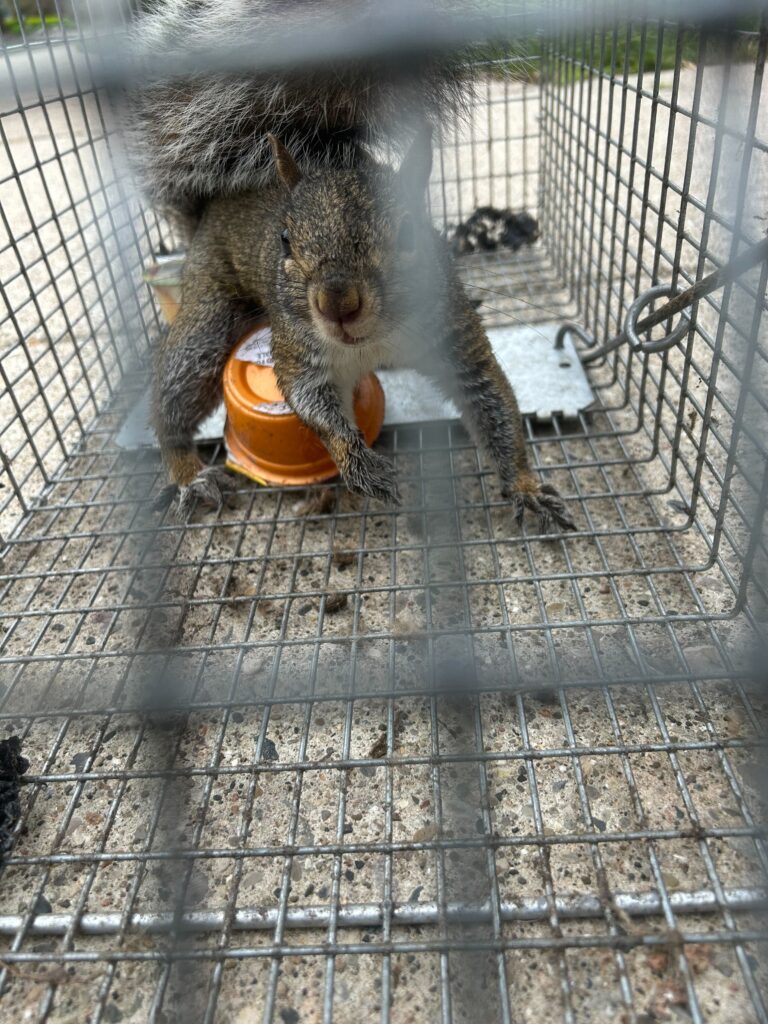 Wildlife Removal Ingersoll